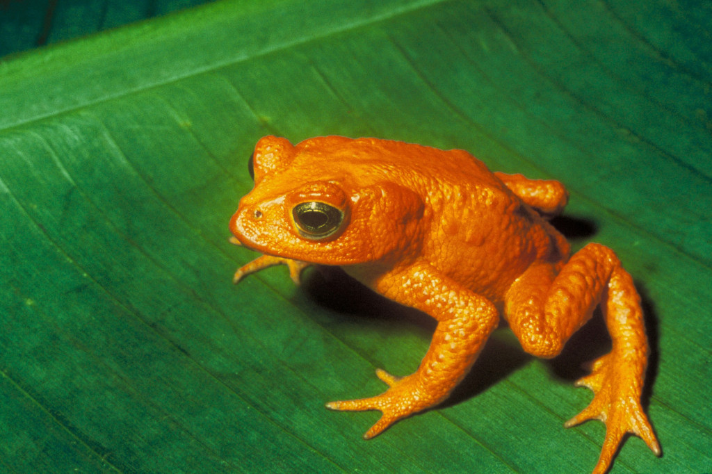 orange frog stuffed animal